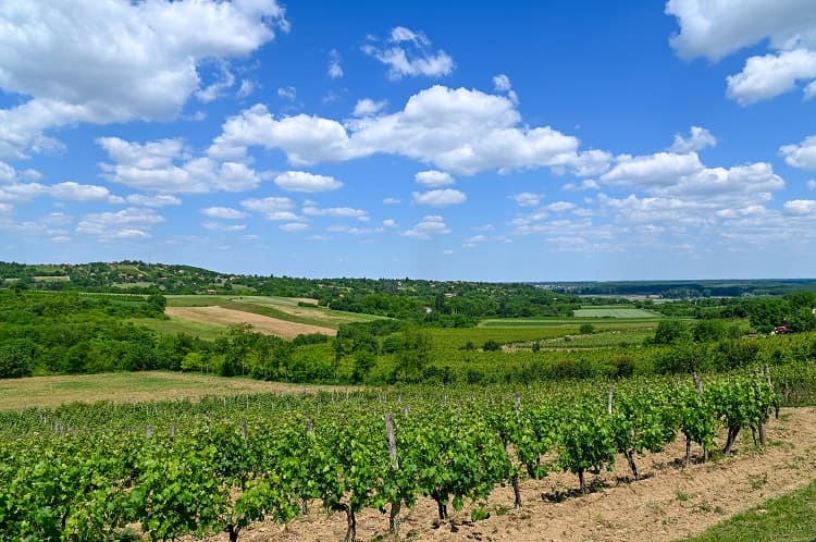 Zeleni vinogradi na padinama Fruške gore pod vedrim nebom