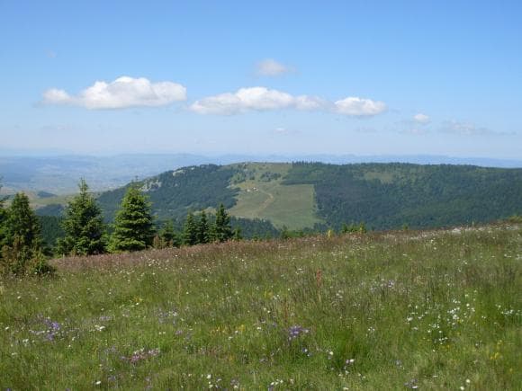 Vrh Jankov kamen, najviši vrh Golije, iznad pašnjaka i šuma
